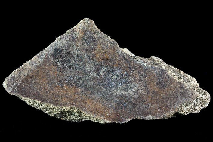Polished Dinosaur Bone (Gembone) Section - Colorado #72975